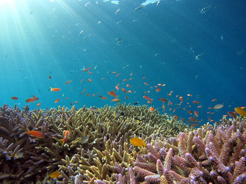 <a href="https://www.theinertia.com/surf/best-reef-safe-sunscreens/" target="_blank">The Inertia:</a> Best Edible Sunscreen