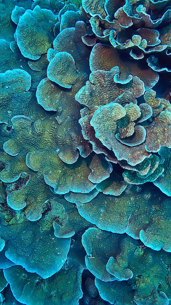 Importance of Reef-Safe Sunscreen