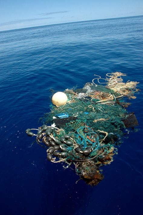 Plastic-Free Oceans: Combating Marine Pollution for a Sustainable Future
